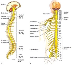 Spinal cord and spinal nerves