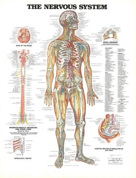 Anatomy Of The Nerves In The Nervous System Nerves In The Nervous System Anatomy Of A Spinal Nerve Peripheral